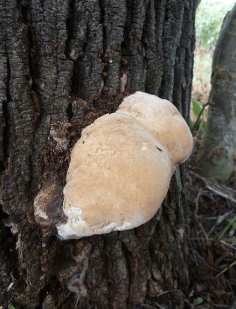 A developing fruit body at the base of ash in Rochford, UK.